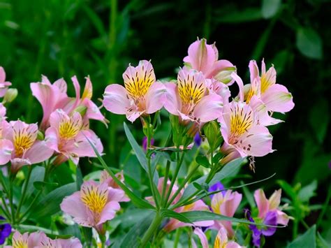 peruvian lily pictures